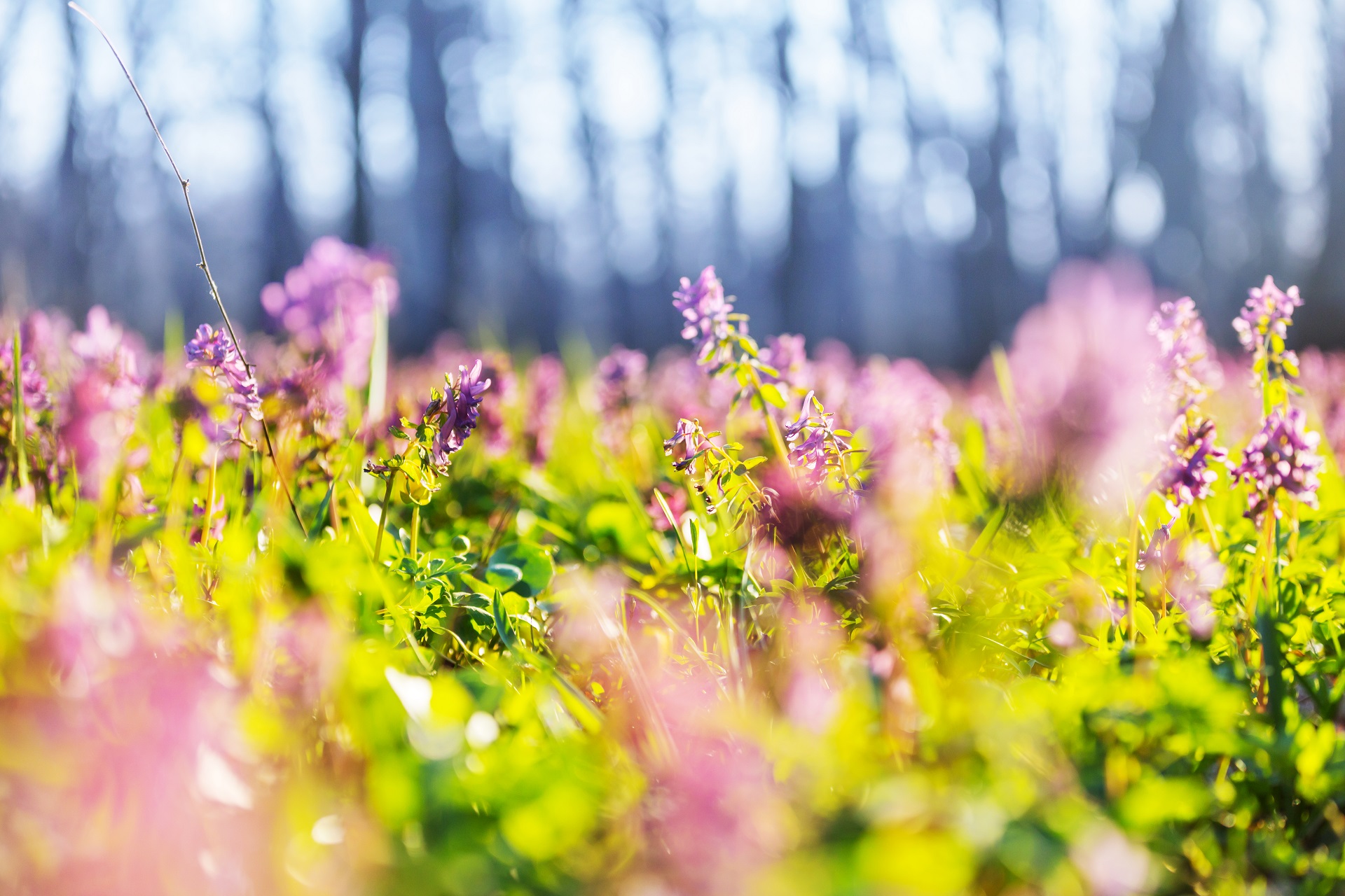 Spring flowers