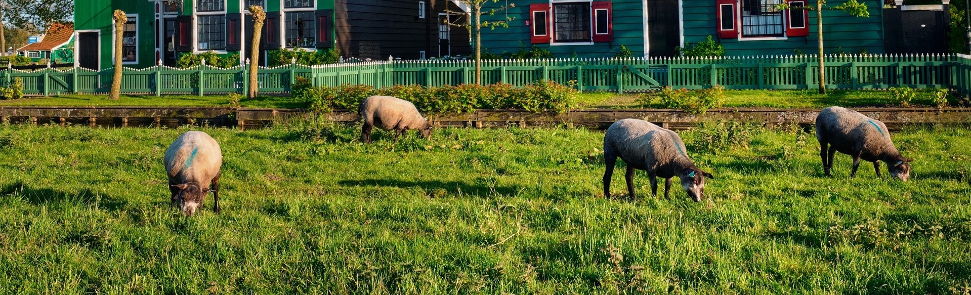 Sheeps grazing near farm houses in the museum village of Zaanse