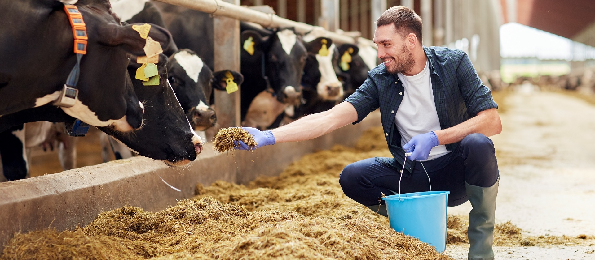 man feeding cows with hay in cowshed on dairy farm